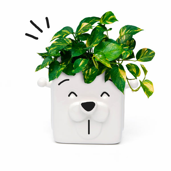 Ceramic Puppy Planter