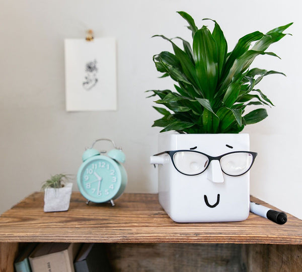 Face Planter eyeglass holder with plants marker alarm clock wooden shelf indoors