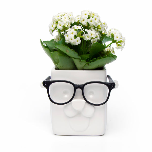 White flowers in square white planter puppy face with eyeglass holder black framed eyeglasses