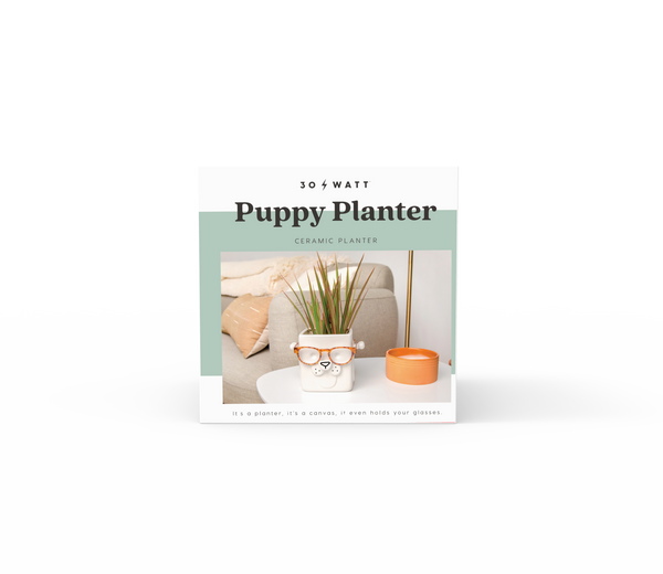 Square plant pot with tall slender plant cute puppy face orange frame eyeglasses lamp white desk couch pillow back item name